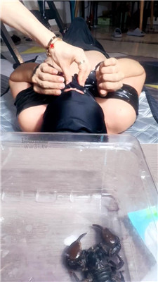 广州蔷薇S4237