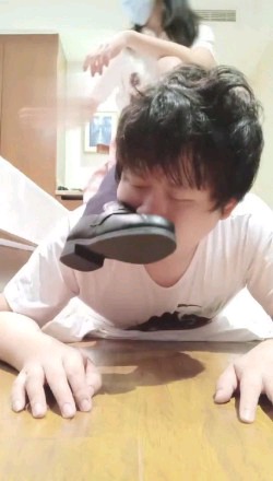 哈宝S一只胖胖